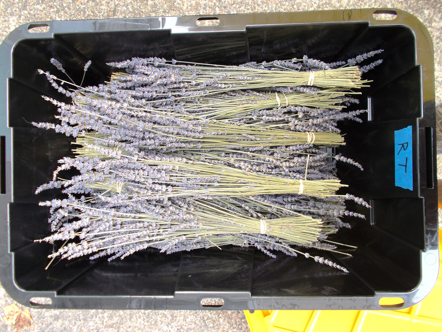 Short Dried Lavender Field Bundles - Box Of Six