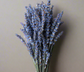 Short Dried Lavender Bundles short