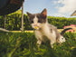 Cat Grass Garden Seed